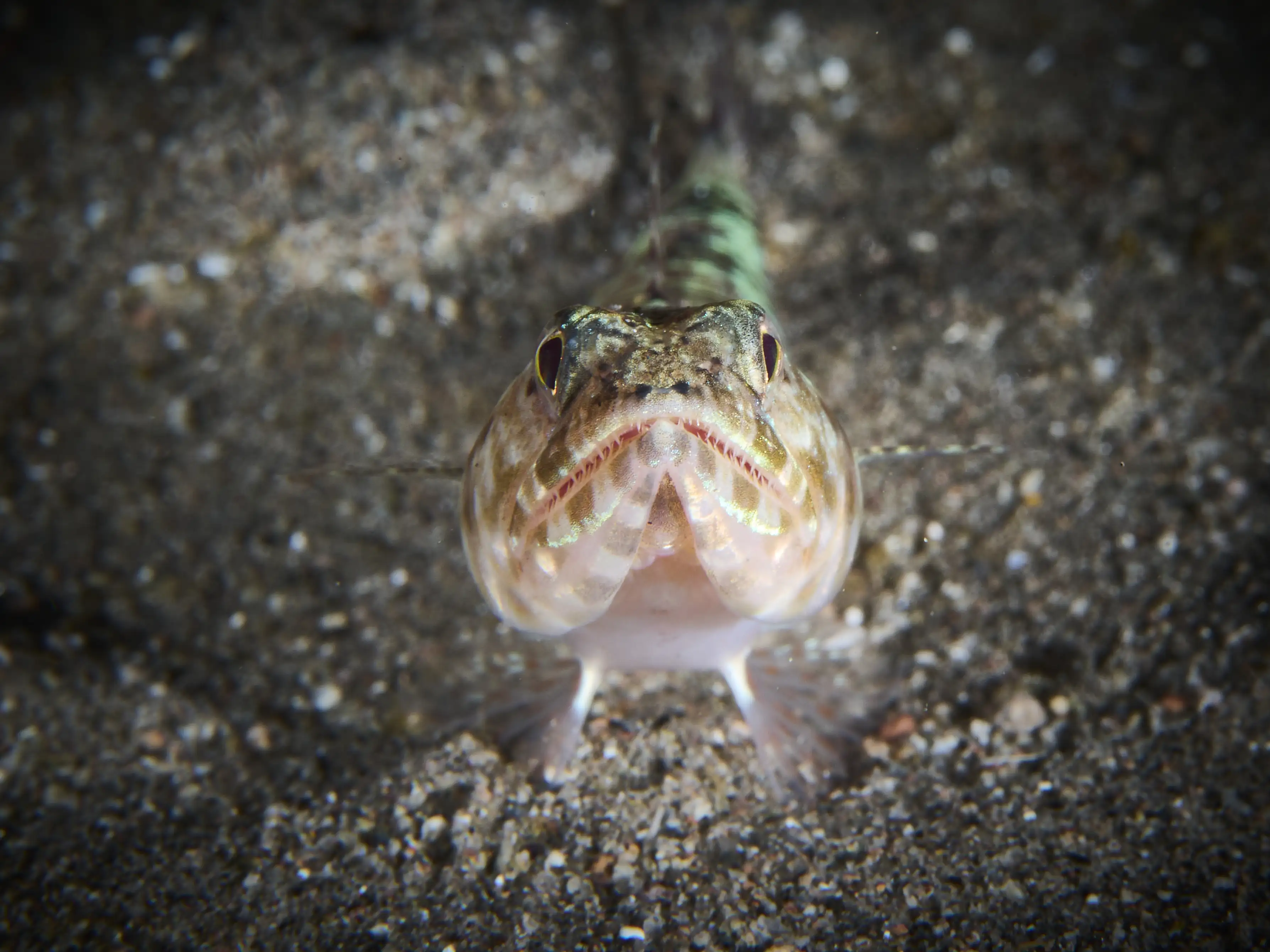 Lizard fish - La Tortue house reef - 8m